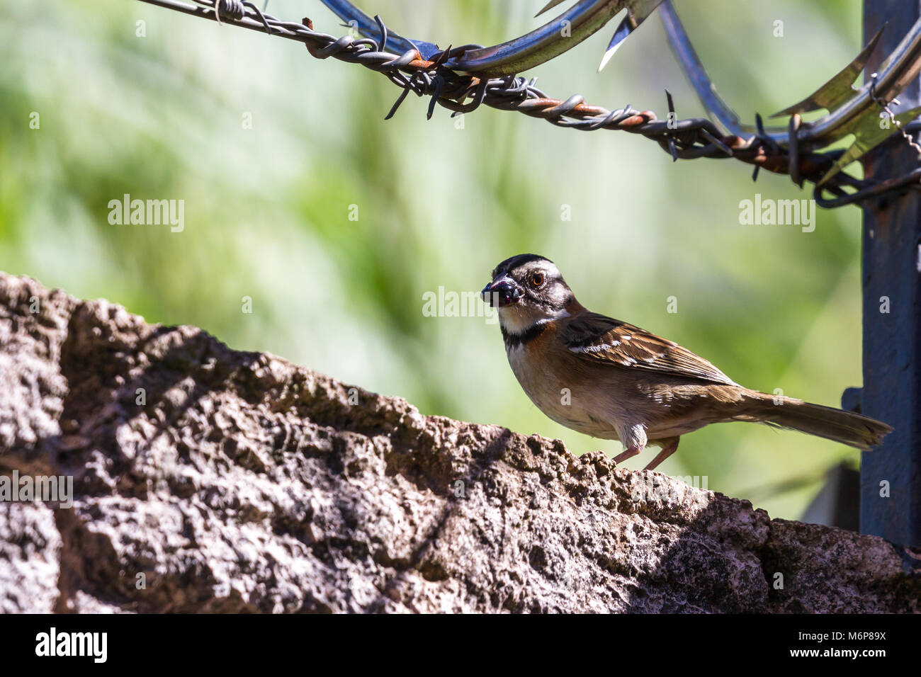 Urban stripe vorangegangen Sparrow thront auf einer Mauer mit Stacheldraht umgeben von Stacheldraht in Costa Rica Stockfoto