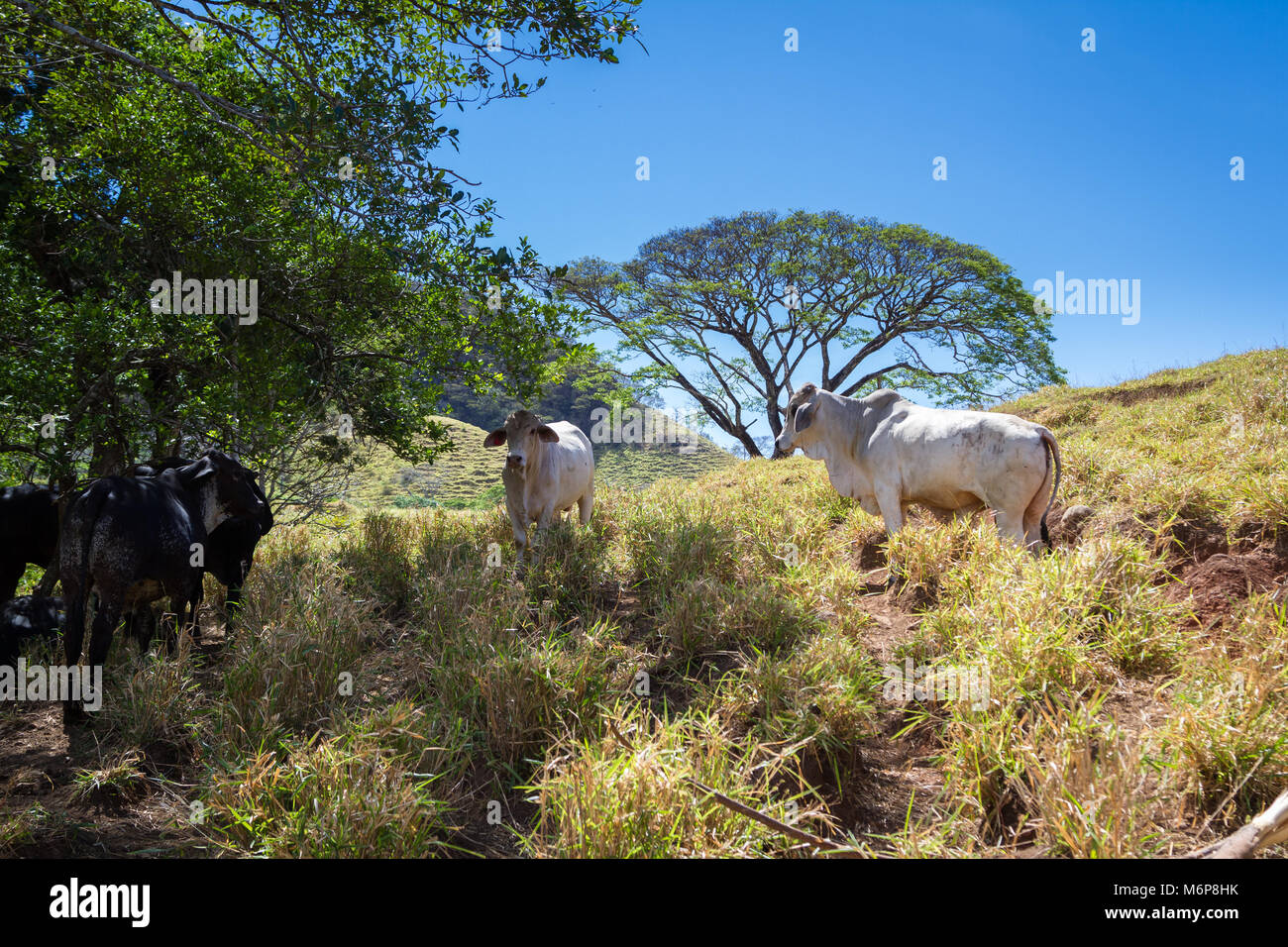 Junge Bullen in einem trockenen Abschnitt des Waldes in Guanacaste, Costa Rica Stockfoto