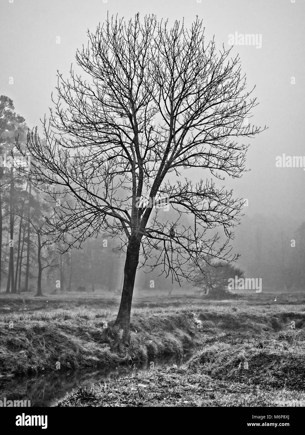 Baum im Winter morgens Nebel mit Hark entlang eines Baches in B&W Stockfoto