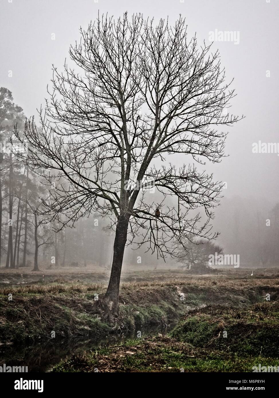 Baum im Winter Morgen Nebel mit Hark entlang eines Baches. Stockfoto