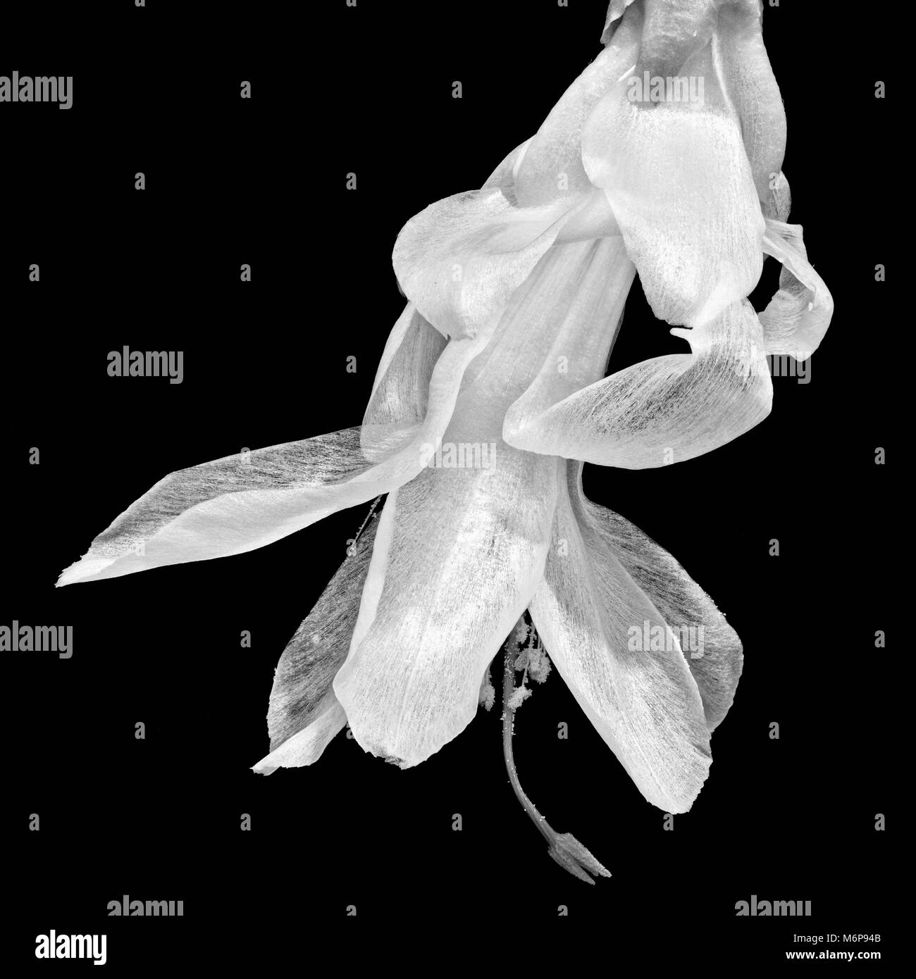 Weiße Weihnachtskaktus-Blume mit Fotostapelung von etwa 25 Bildern. Stockfoto