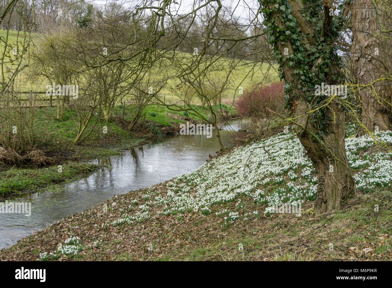 Winter in Easton ummauerten Gärten mit seinen berühmten zeigt der Blüte Schneeglöckchen Teppich im Wald, in der Nähe von Grantham, Lincolnshire. Stockfoto