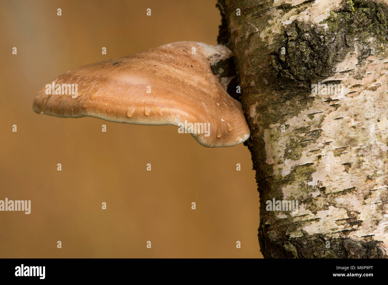 Birch Polypore (Fomitopsis Betulina) Pilz wächst an den Stamm einer Birke. Tipperary, Irland Stockfoto