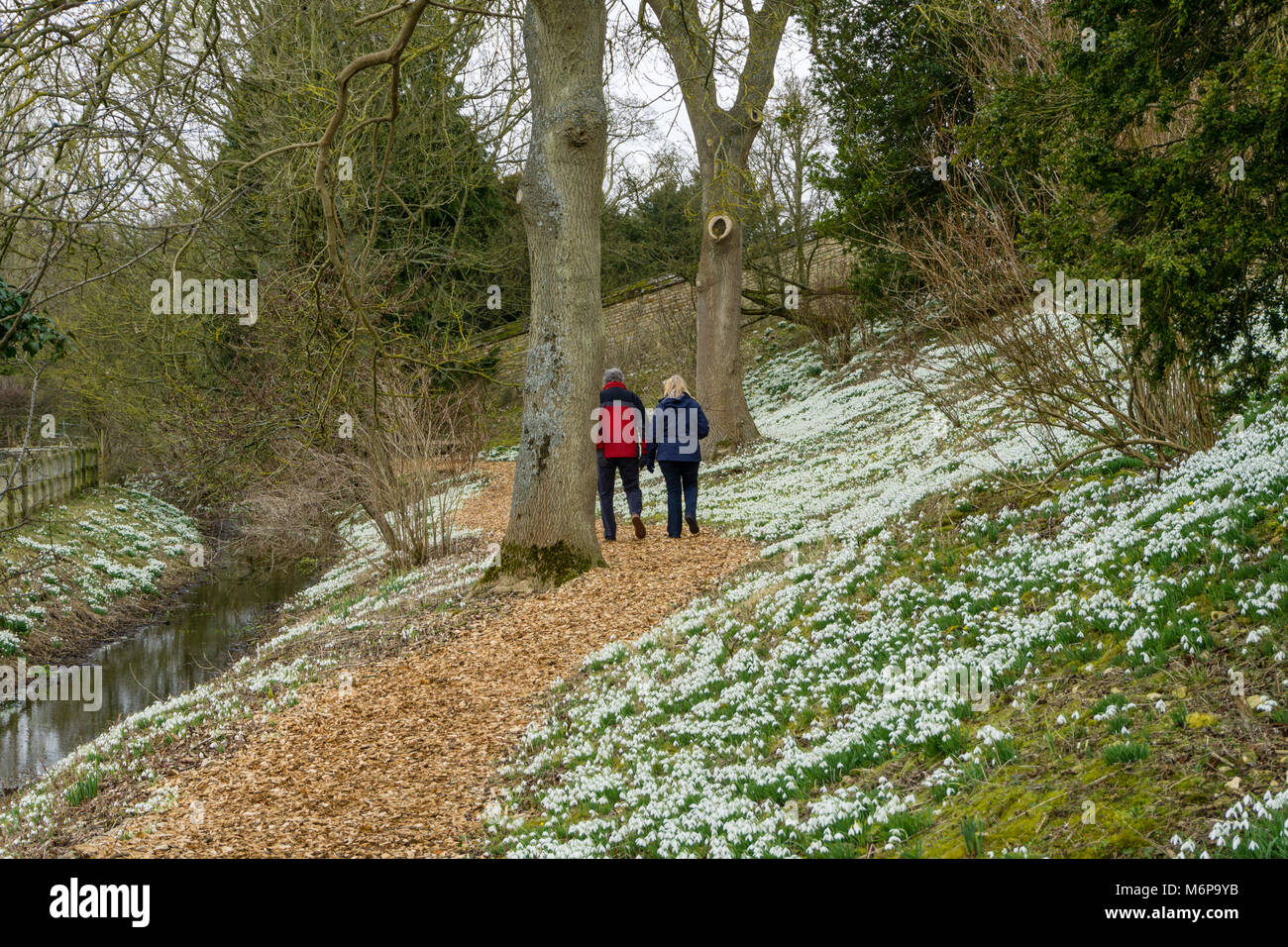 Der Mann und die Frau zu Fuß auf den Weg durch den Wald im Winter, mit blühenden Schneeglöckchen auf beiden Seiten; Easton Walled Gardens in der Nähe von Grantham, Großbritannien Stockfoto