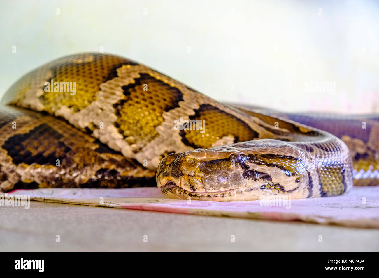 Eine grosse Pythonschlange ist in der Yan Pyay Mann Pyay Pagode angebetet Stockfoto
