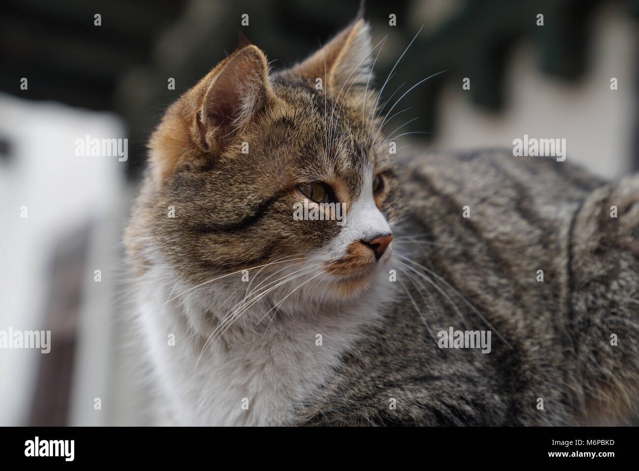 Closeup schöne graue Katze zurück schauen müde Stockfoto