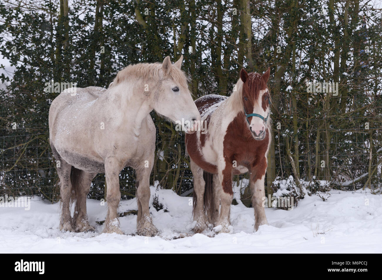 Eine Stute und ein Hengst, stand von Bäumen zu versuchen, Schutz vor dem Schnee Blizzard erhalten, wie das Tier aus dem Osten weht durch. Stockfoto