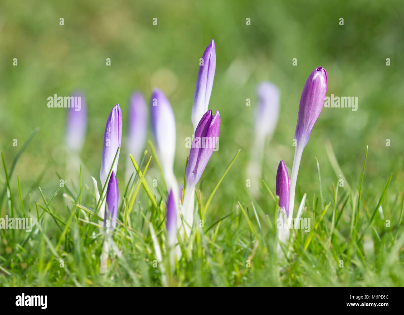 Frühling Krokusse (Crocus vernus) Knospen schwellen, Vereinigtes Königreich Stockfoto