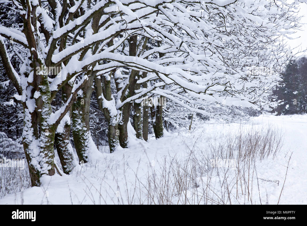 Cropton Wald im Winter North York Moors North Yorkshire Stockfoto