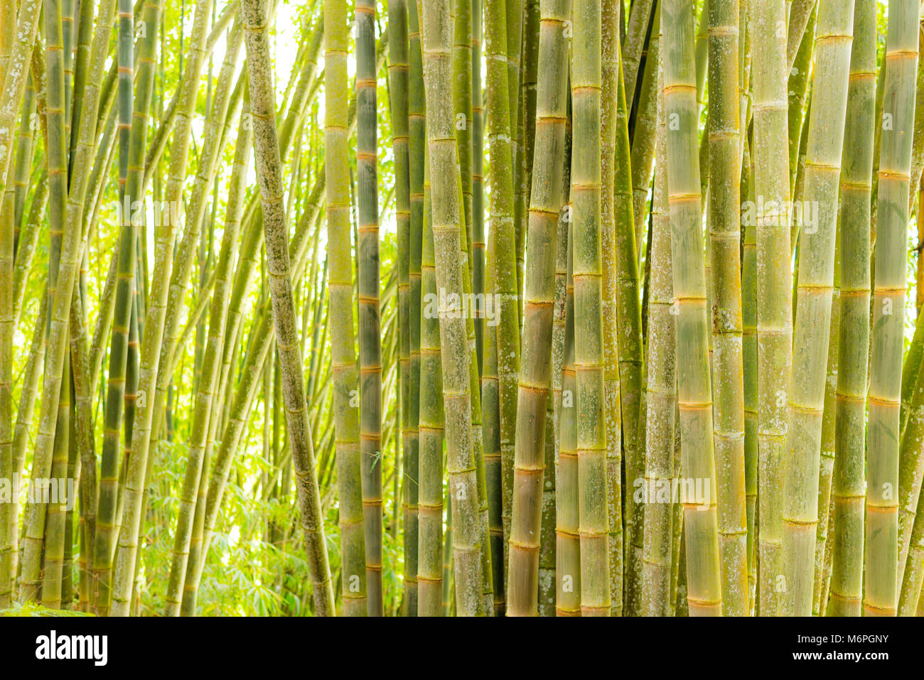 Bambuswald, green Bamboo Grove in der Morgensonne, Sulawesi, Indonesien. Stockfoto