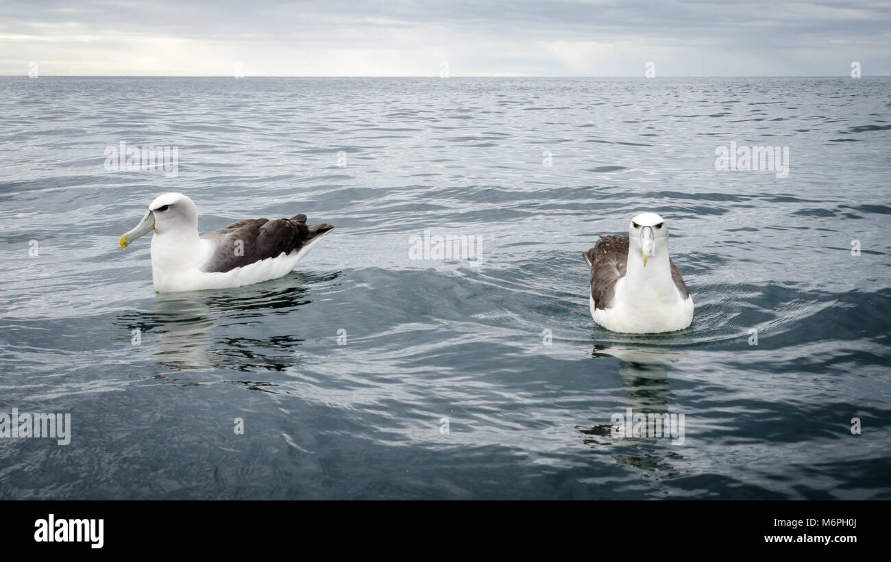 Weißen, schneebedeckten Albatross (Thalassarche steadi), Schwimmen in Dunedin, Hafen, Südinsel, Neuseeland Stockfoto