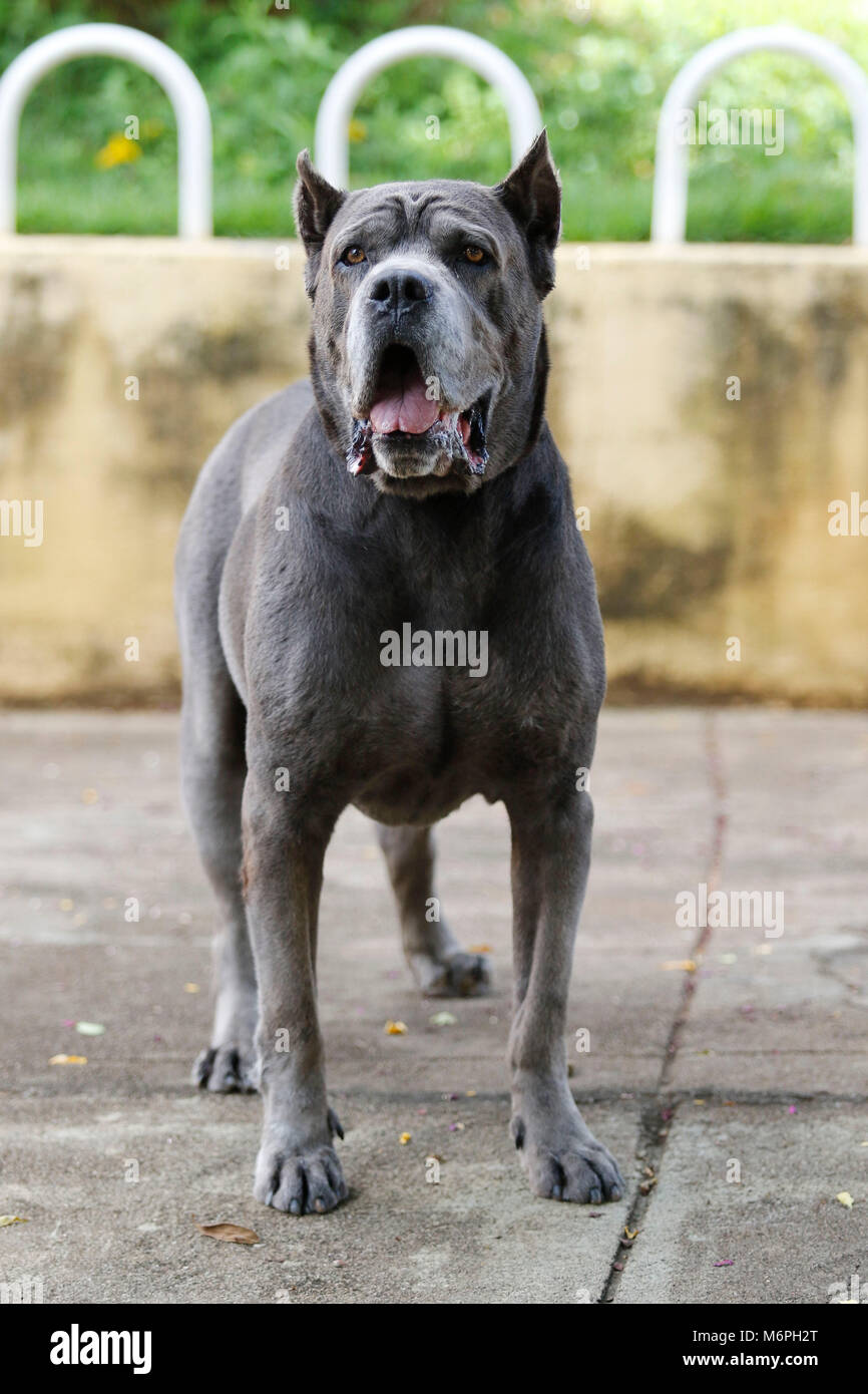 Hund Der Cane Corso Rennen der Erwachsenen in der hochmütigen Haltung Stockfoto