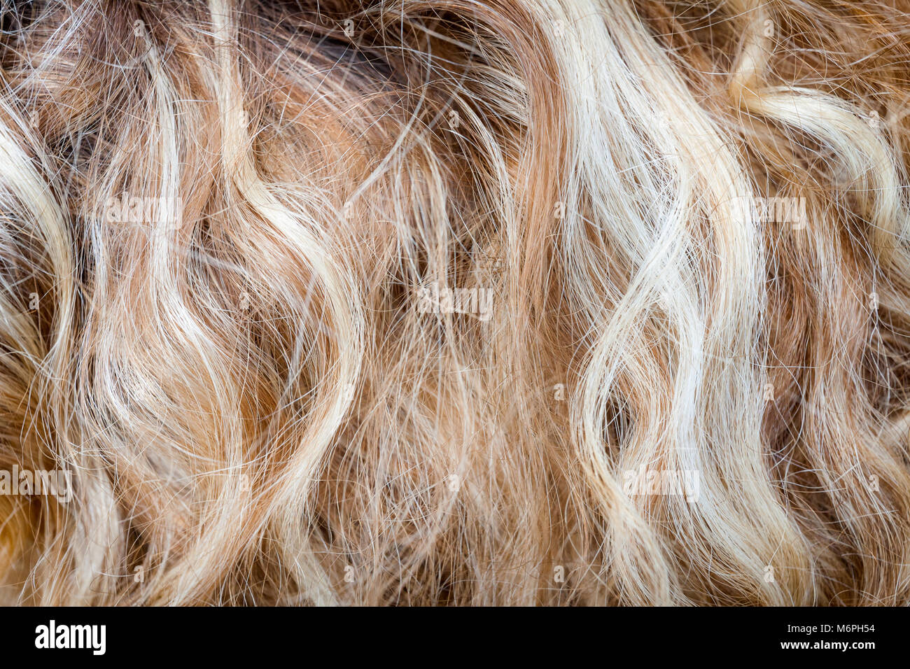 Cut-out von blondes lockiges Haar isoliert als Textur Hintergrund Komposition. Stockfoto