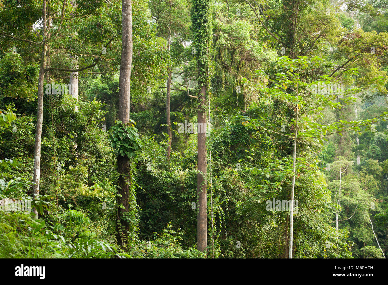 Tropisches Flachland-Dipterocarp-Regenwaldökosystem in Danum Valley Conservation Area, Sabah, auf der Insel Borneo, Malaysia Stockfoto