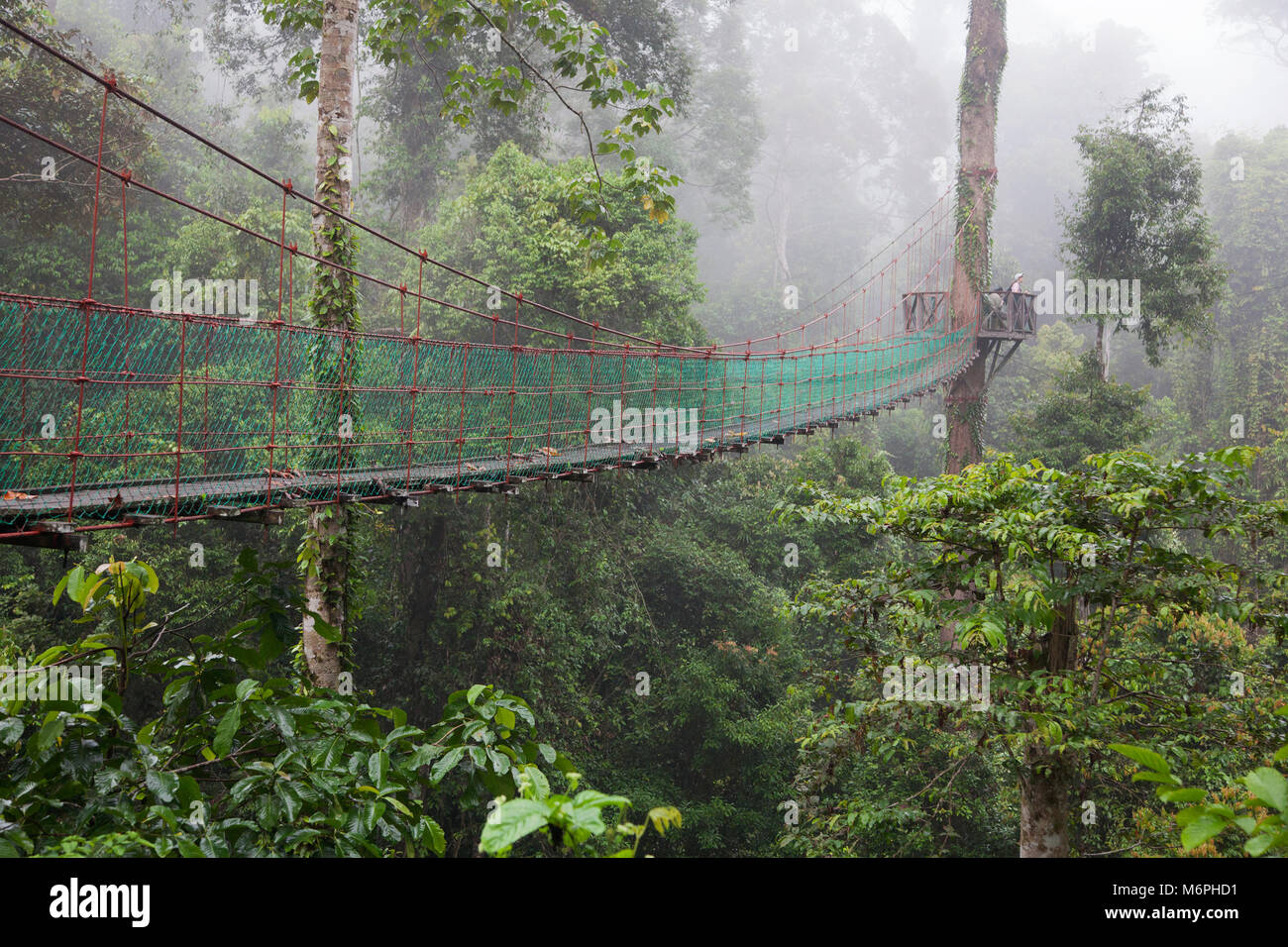 Luftweg durch verschiedene Baumkronen im tropischen Tiefland-Regenwald, Sabah, Borneo, Malaysia Stockfoto