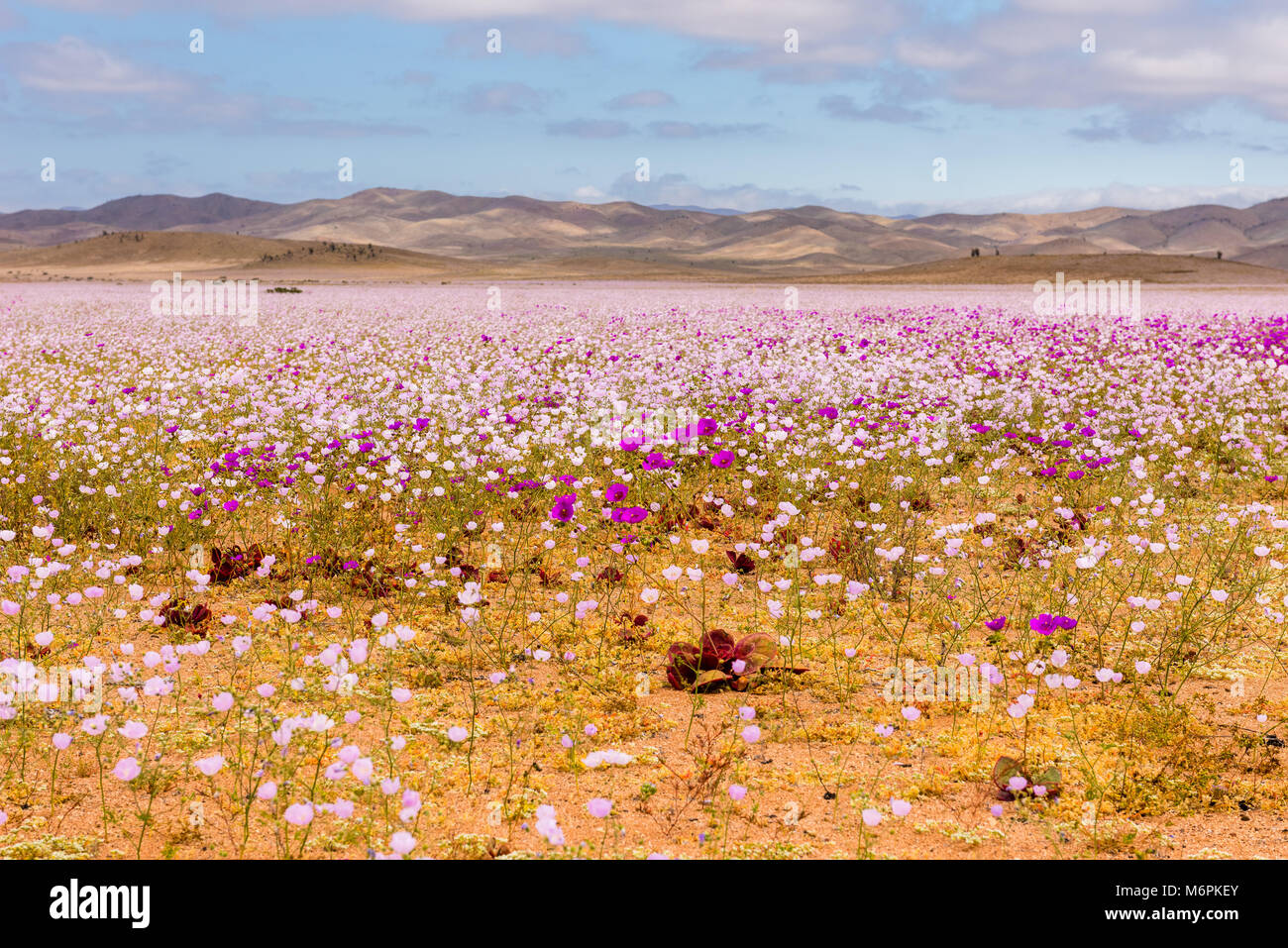 Malvillas (malvaceae Aspera) und Patas de Guanaco (portulacaceae cachinalensis Phil.) Blühende Wüste Chile 2017 Stockfoto