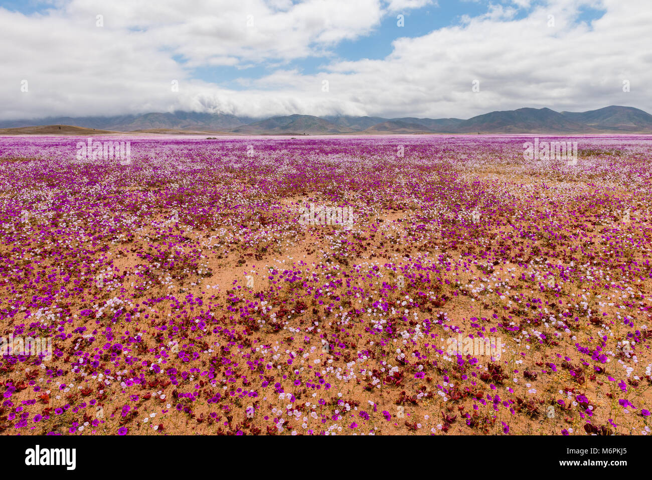Malvillas (malvaceae Aspera) und Patas de Guanaco (portulacaceae cachinalensis Phil.) Blühende Wüste Chile 2017 Stockfoto