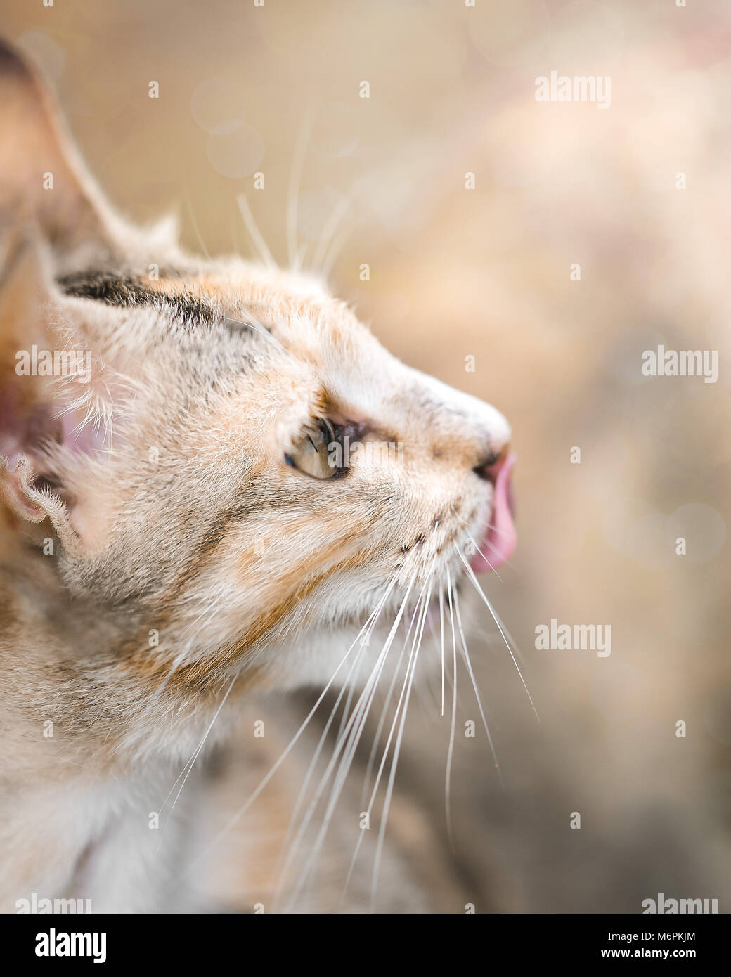 Gelbe tabby Katze lecken seinen/ihren Mund oder Nase. Hungrig salivating cat Stockfoto