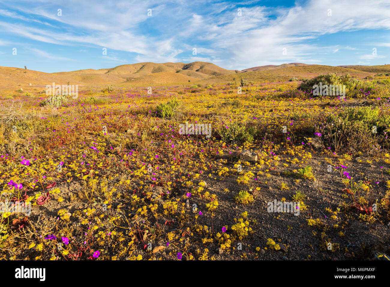 Blühende Wüste Chile 2017 Stockfoto