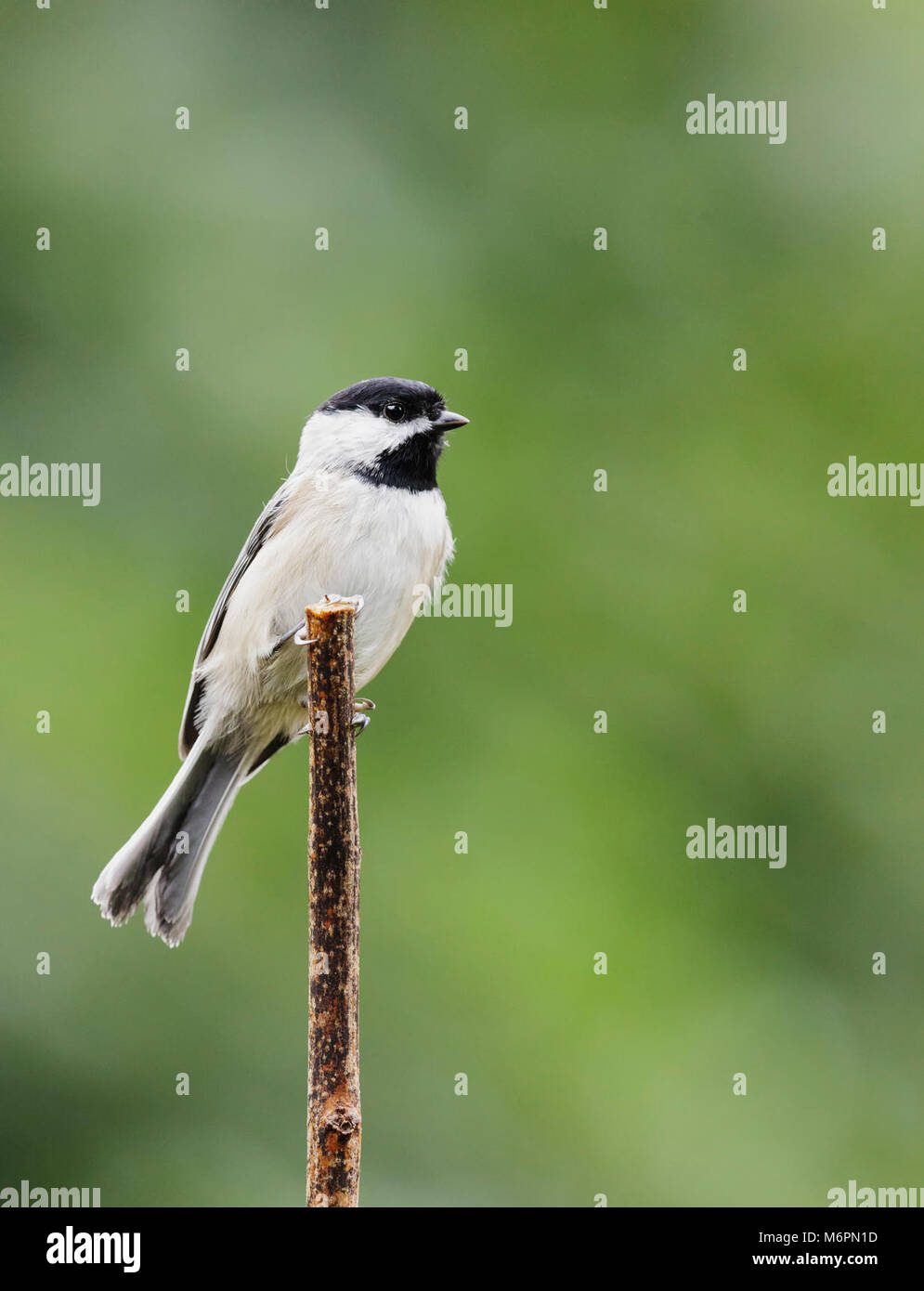 Chickadee ridge -Fotos und -Bildmaterial in hoher Auflösung – Alamy