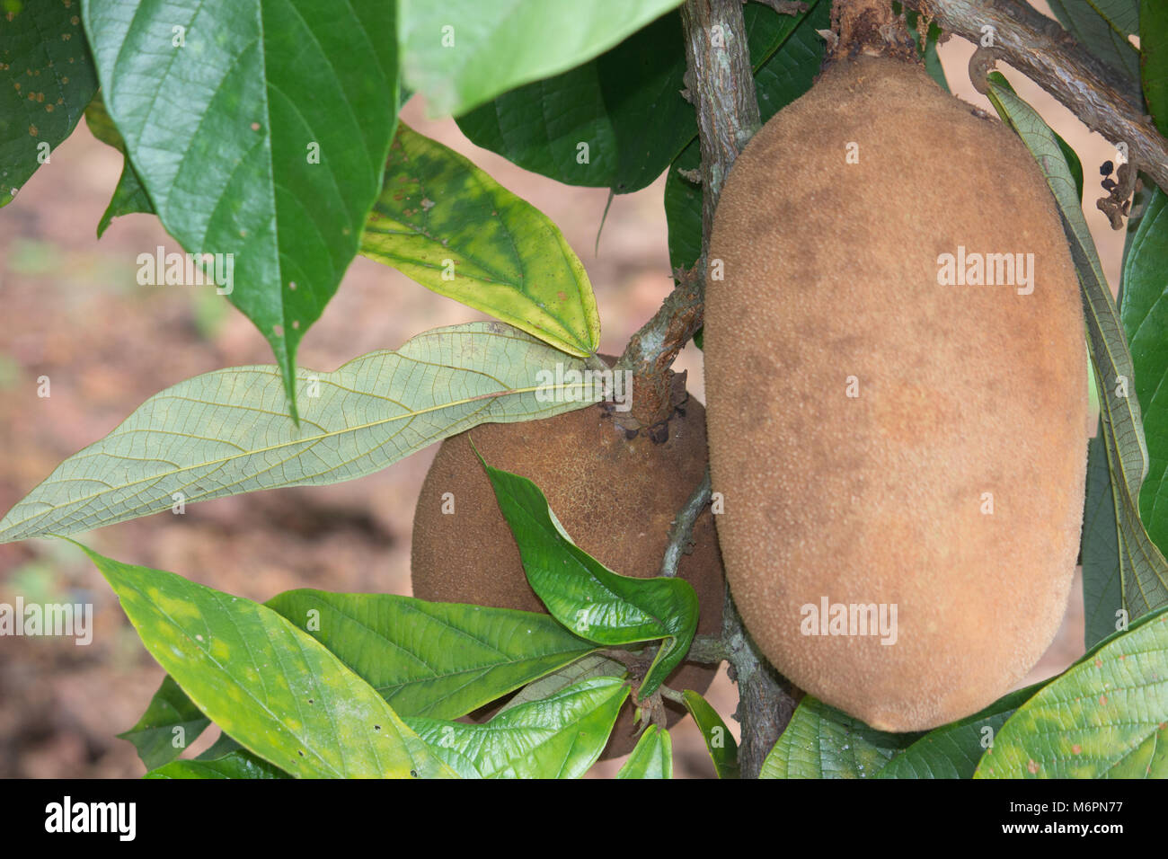 Ein fruta é Típica da Região da Amazônia, Ela pode ser consumida de diversas formas, oferecendo inúmeros benefícios para Saúde e Boa forma. Stockfoto