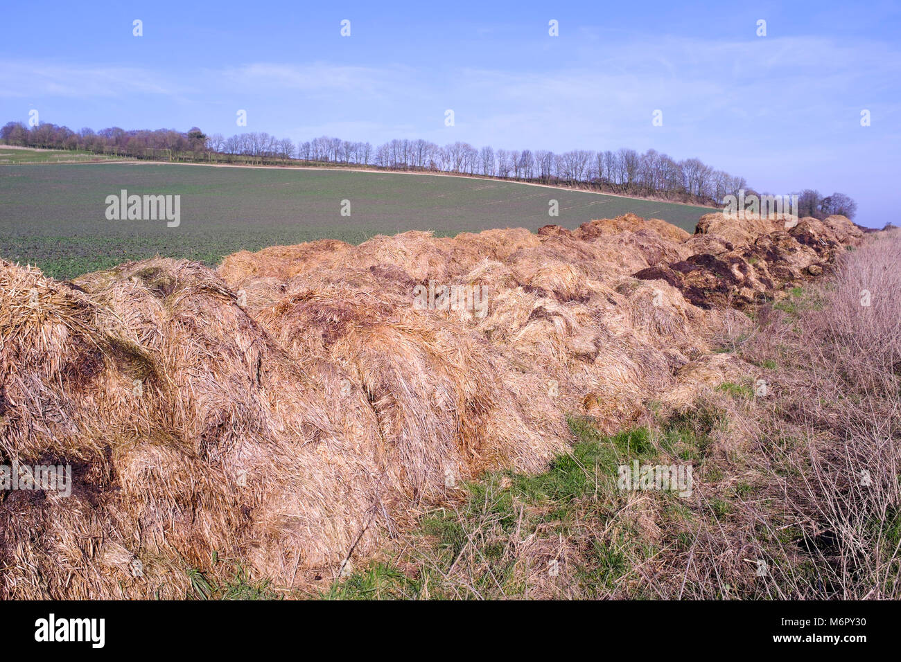 Kuhdung und Strohdünger, die neben landwirtschaftlichen Feldern gehäuft werden, Kent UK. Stockfoto