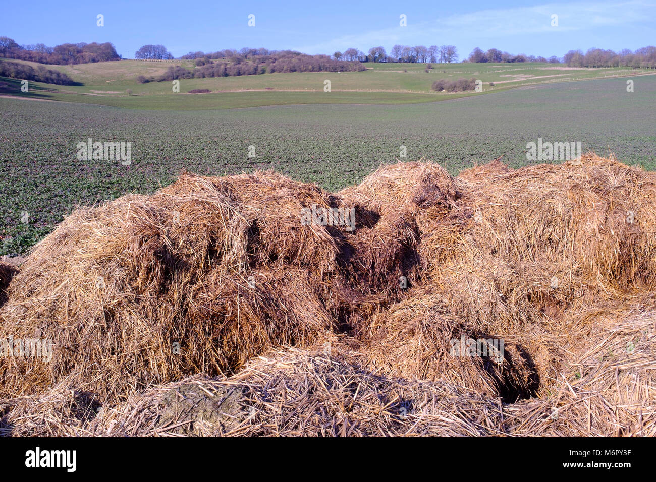 Kuhdung und Strohdünger, die neben landwirtschaftlichen Feldern gehäuft werden, Kent UK. Stockfoto