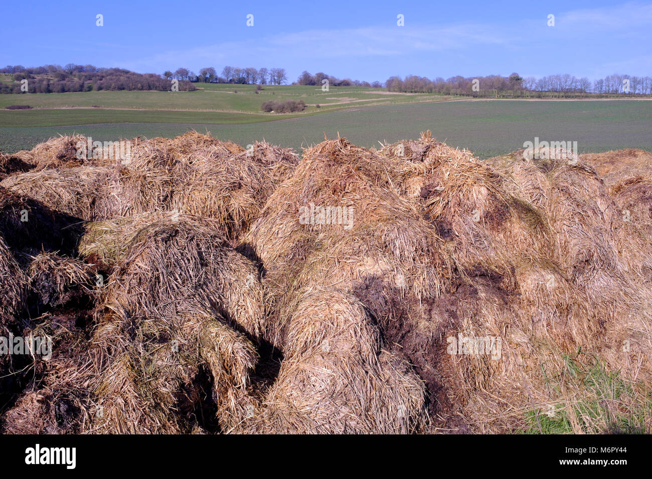 Kuhdung und Strohdünger, die neben landwirtschaftlichen Feldern gehäuft werden, Kent UK. Stockfoto