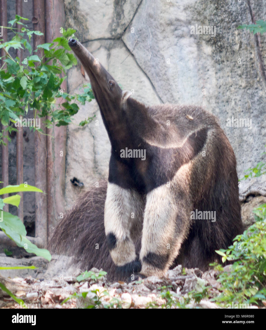 Ameisenbär im Zoo Stockfoto