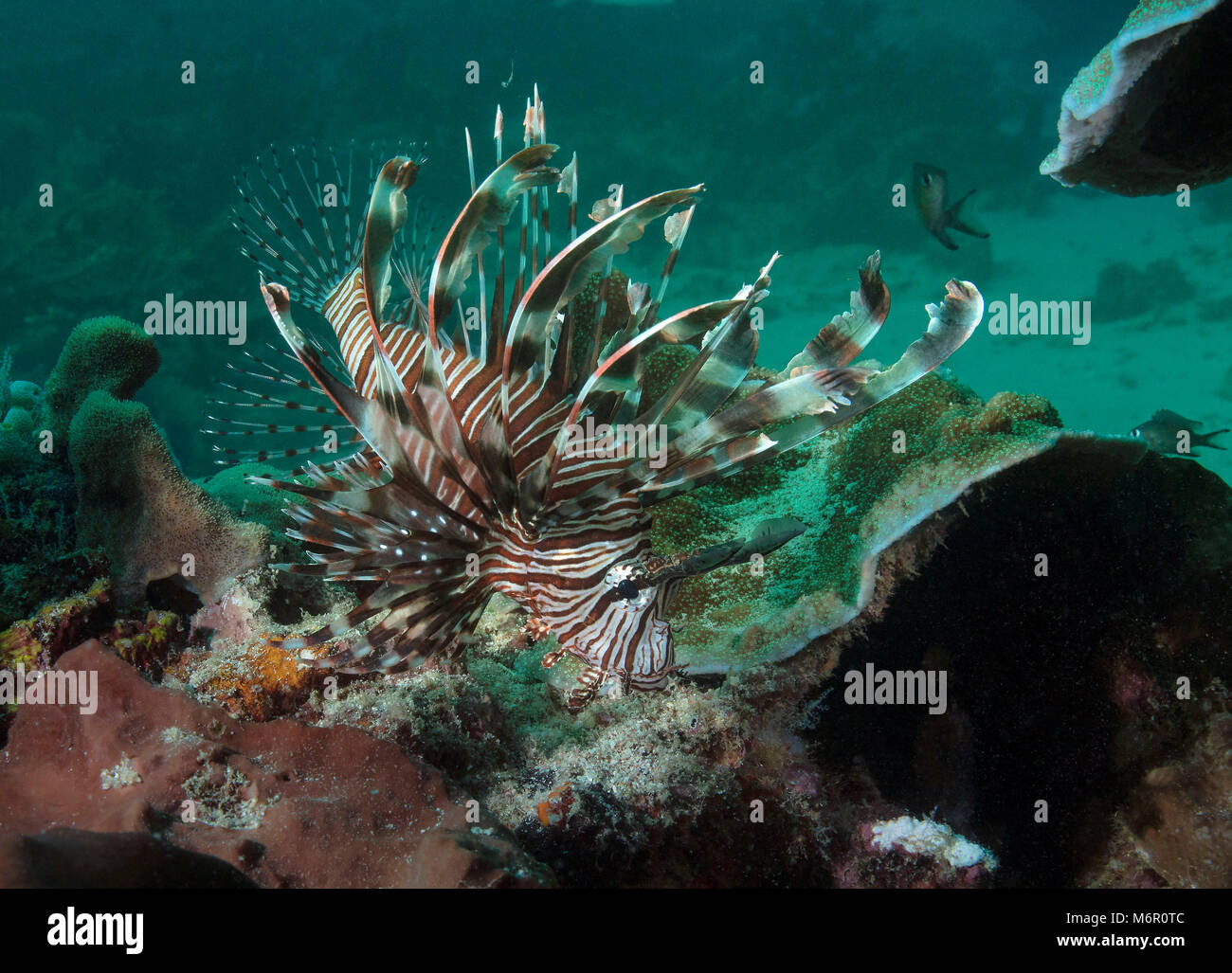 Rotfeuerfische (pterois). Bild wurde in der Celebes See genommen, Indonesien Stockfoto