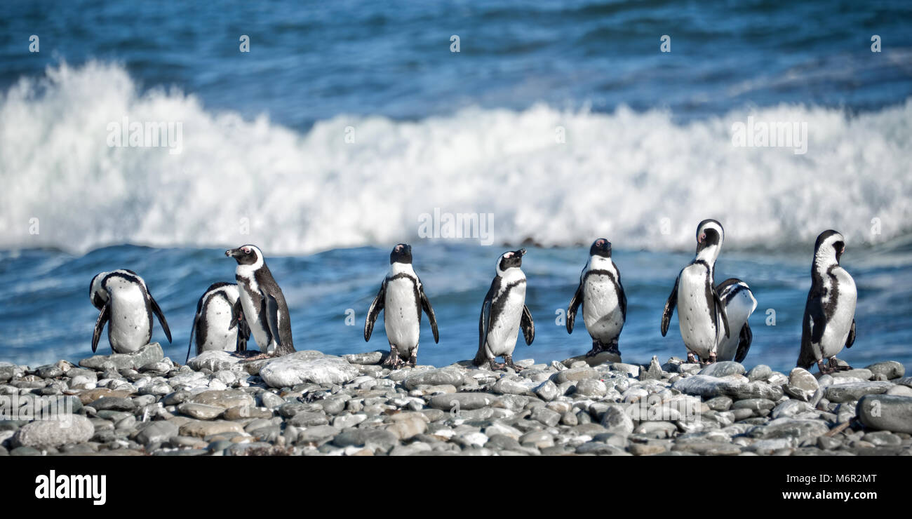 Panorama der Pinguine in einer Reihe, Südafrika Stockfoto