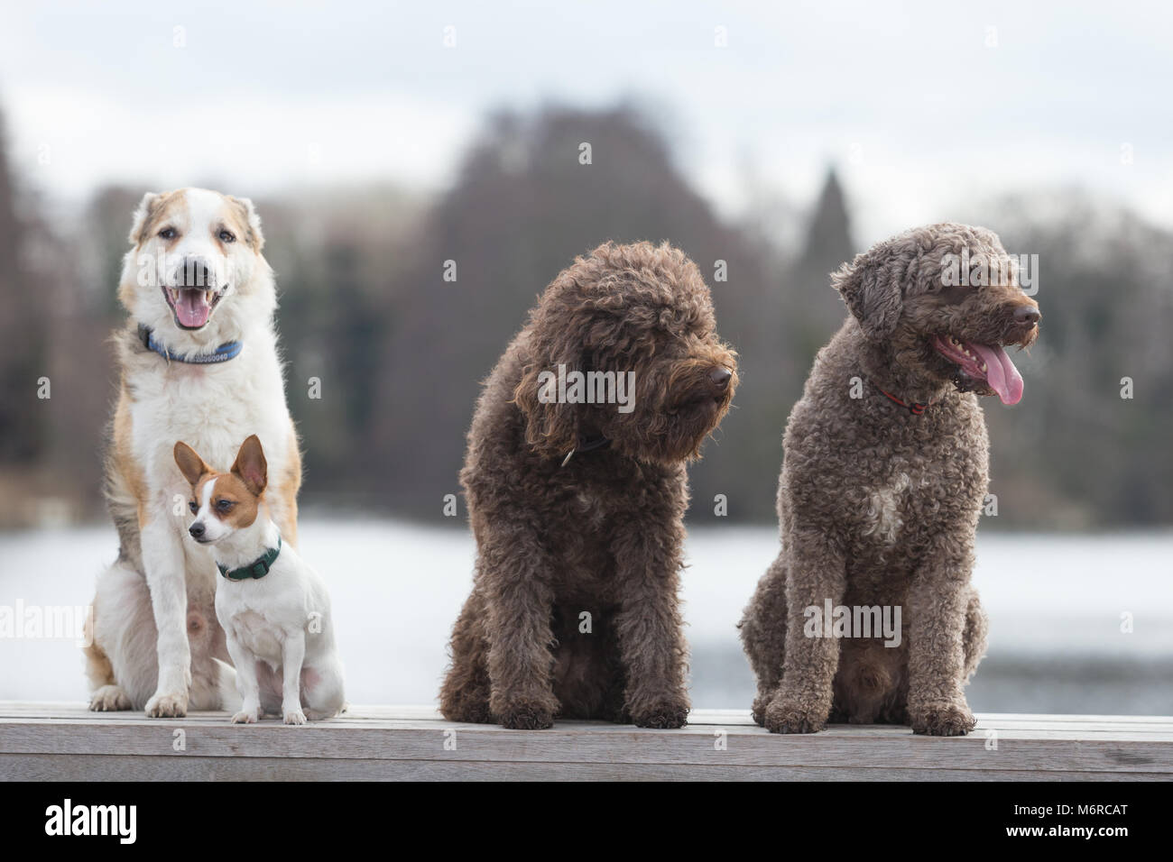 Reine Rasse Hunde auf der Crufts uk 2018 Stockfoto