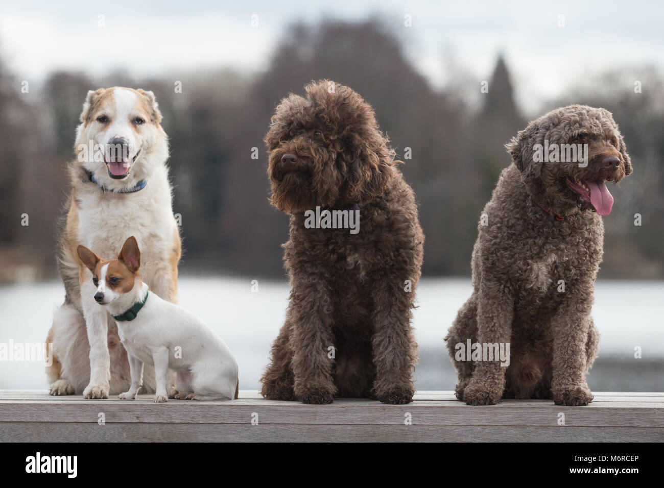 Reine Rasse Hunde auf der Crufts uk 2018 Stockfoto