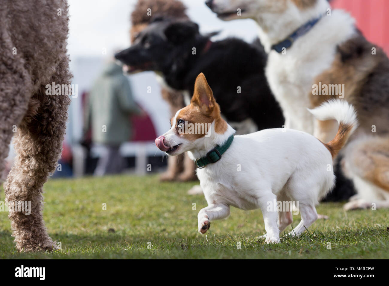 Kleiner Hund mit grossen Hunde, Papillon und Jack Russell Kreuz Stockfoto
