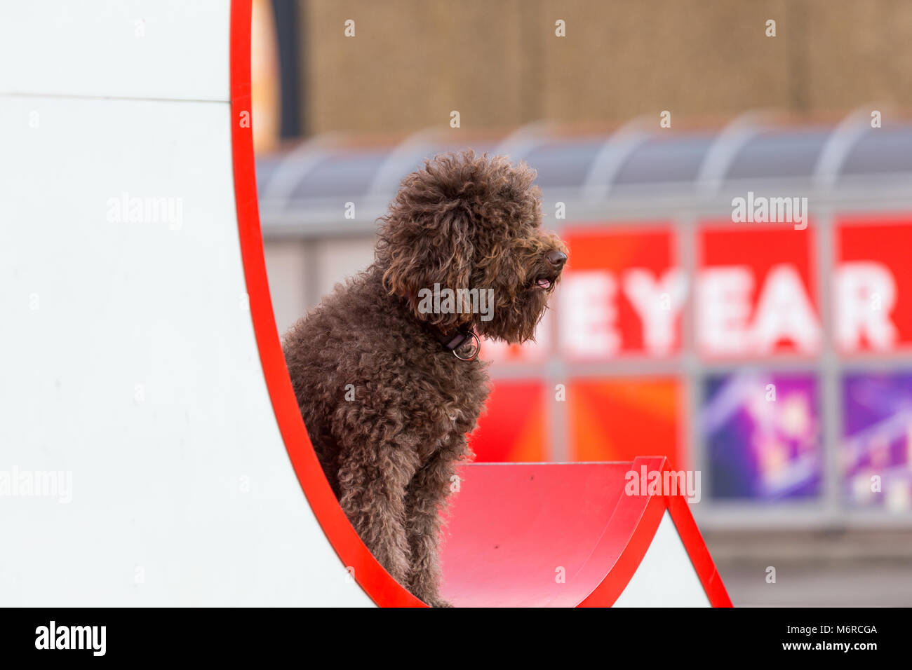 Ein spanischer Wasserhund Stockfoto