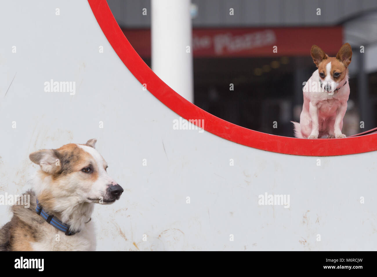 Border Collie deutscher schäferhund Kreuz und ein Papillon und Jack Russell kreuz Rasse, Stockfoto