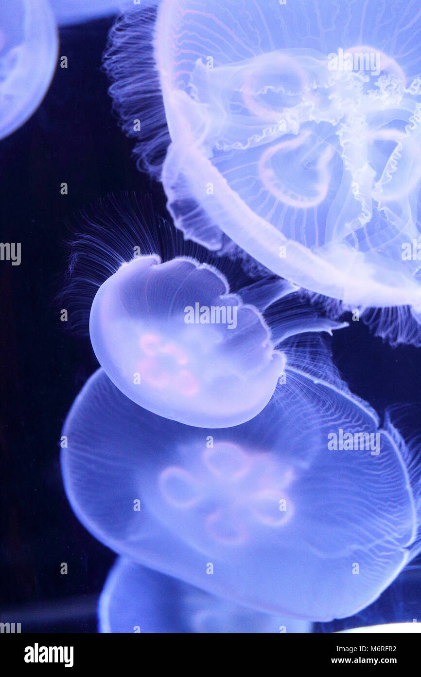 Frei-schwimmen Quallen im Aquarium Stockfoto
