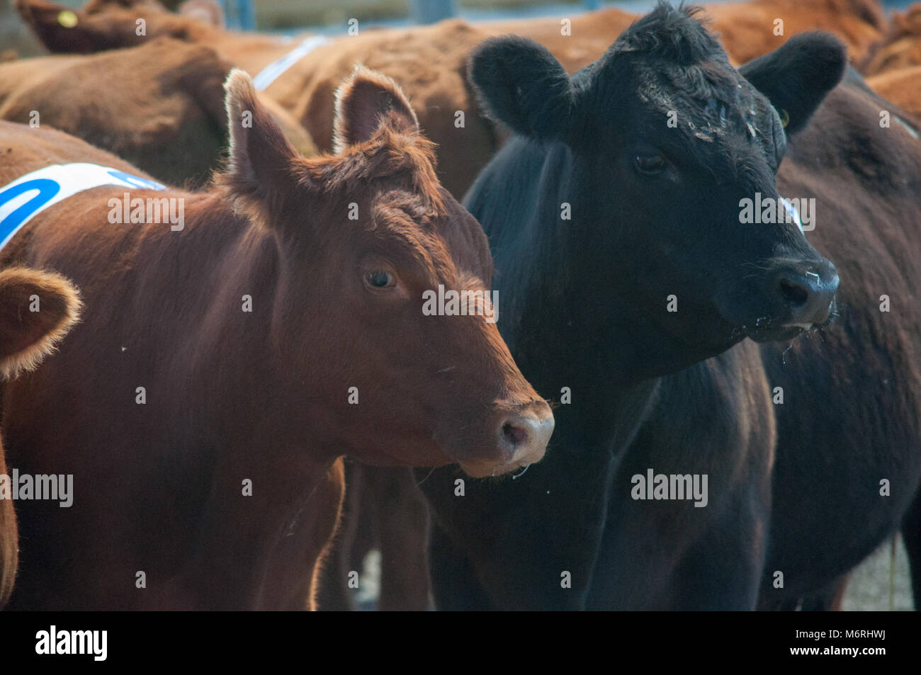 Kälber warten bis auf ein Kalb penning Veranstaltung an der Bar U Ranch Rodeo, Bar U Ranch, Longview, Alberta, Kanada gerundet werden soll. Stockfoto