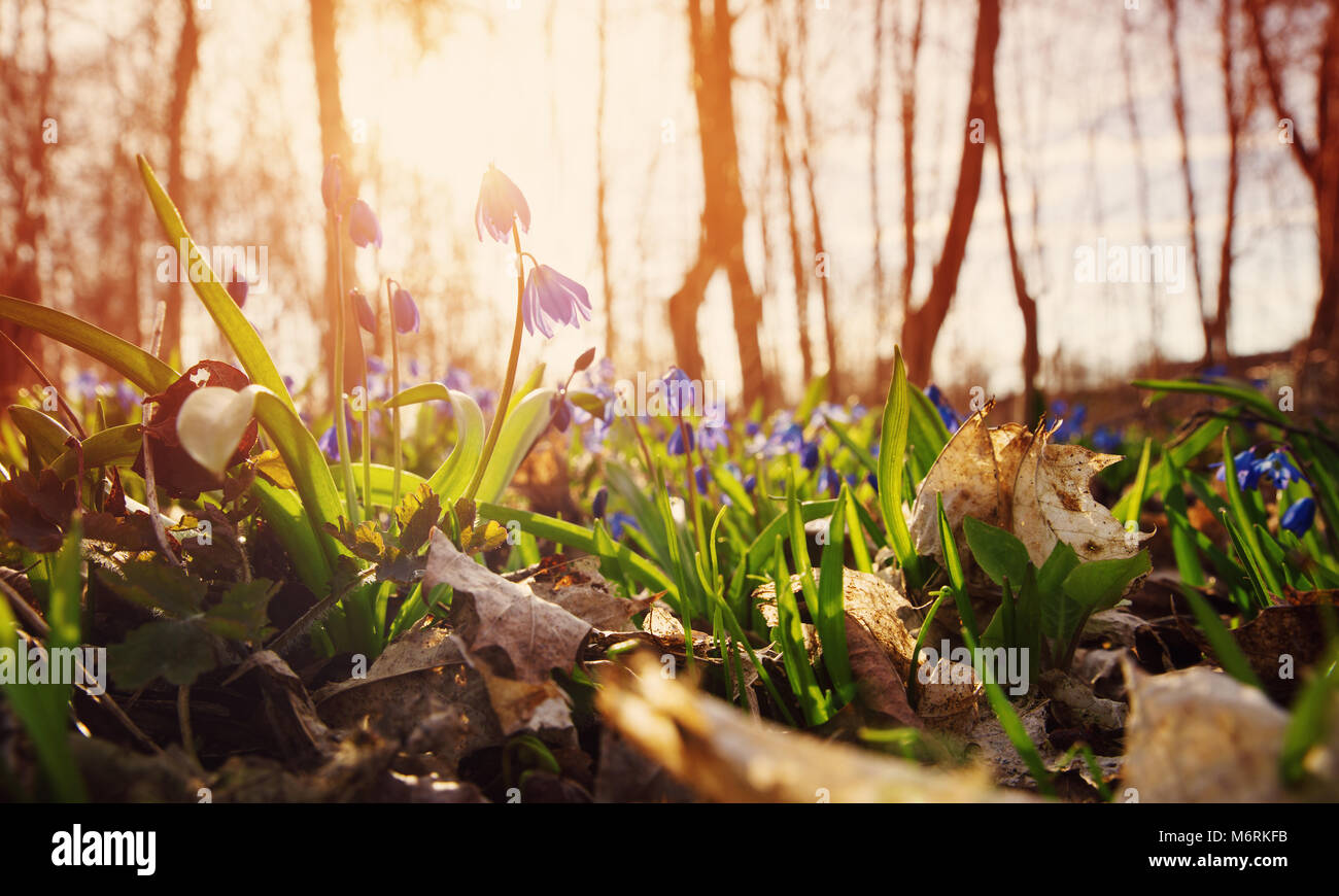 Scilla Blumen im park Stockfoto