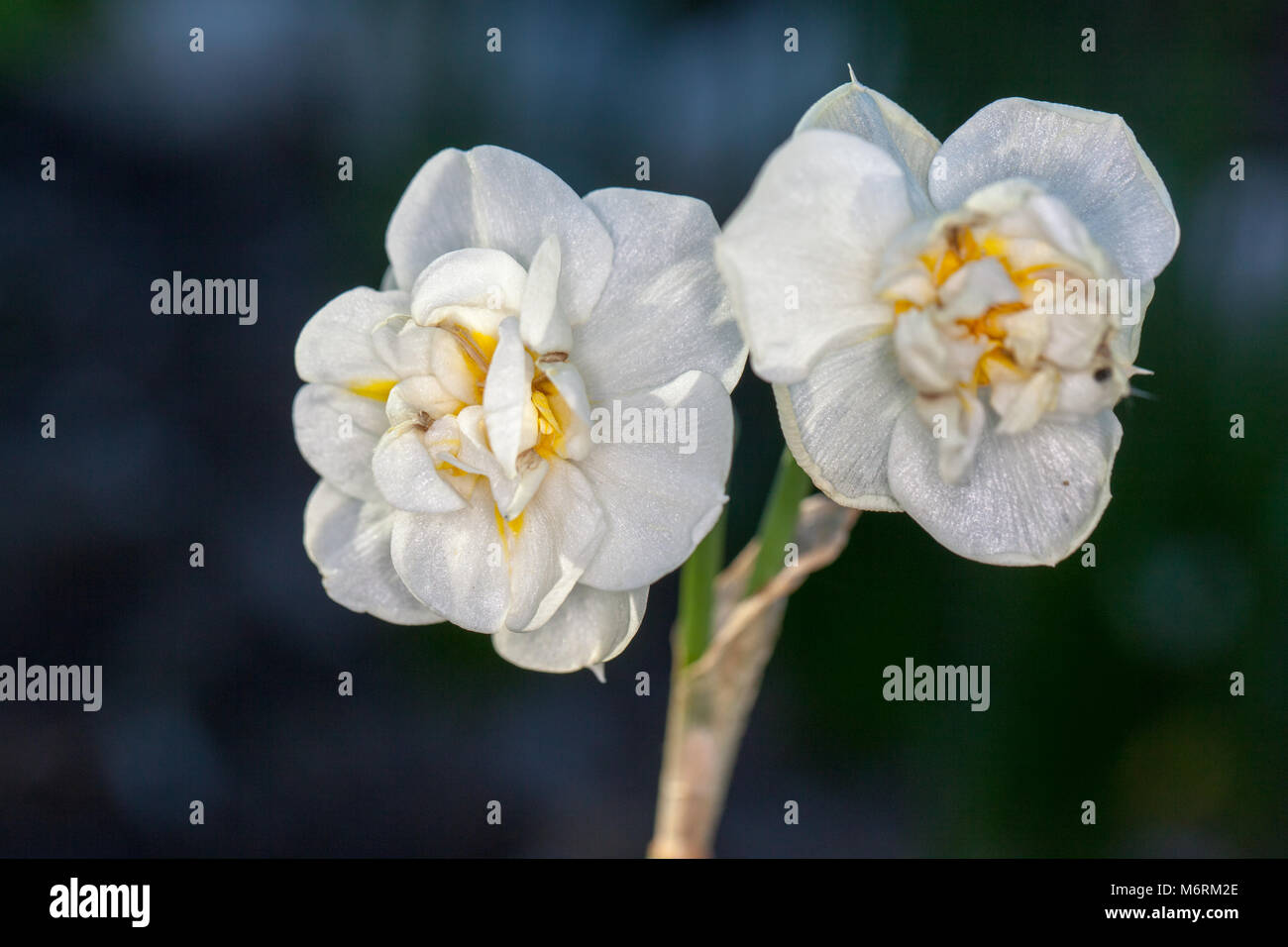 "Frohsinn" Gruppe, Dubbel påsklilja Narzisse (Narcissus) Stockfoto