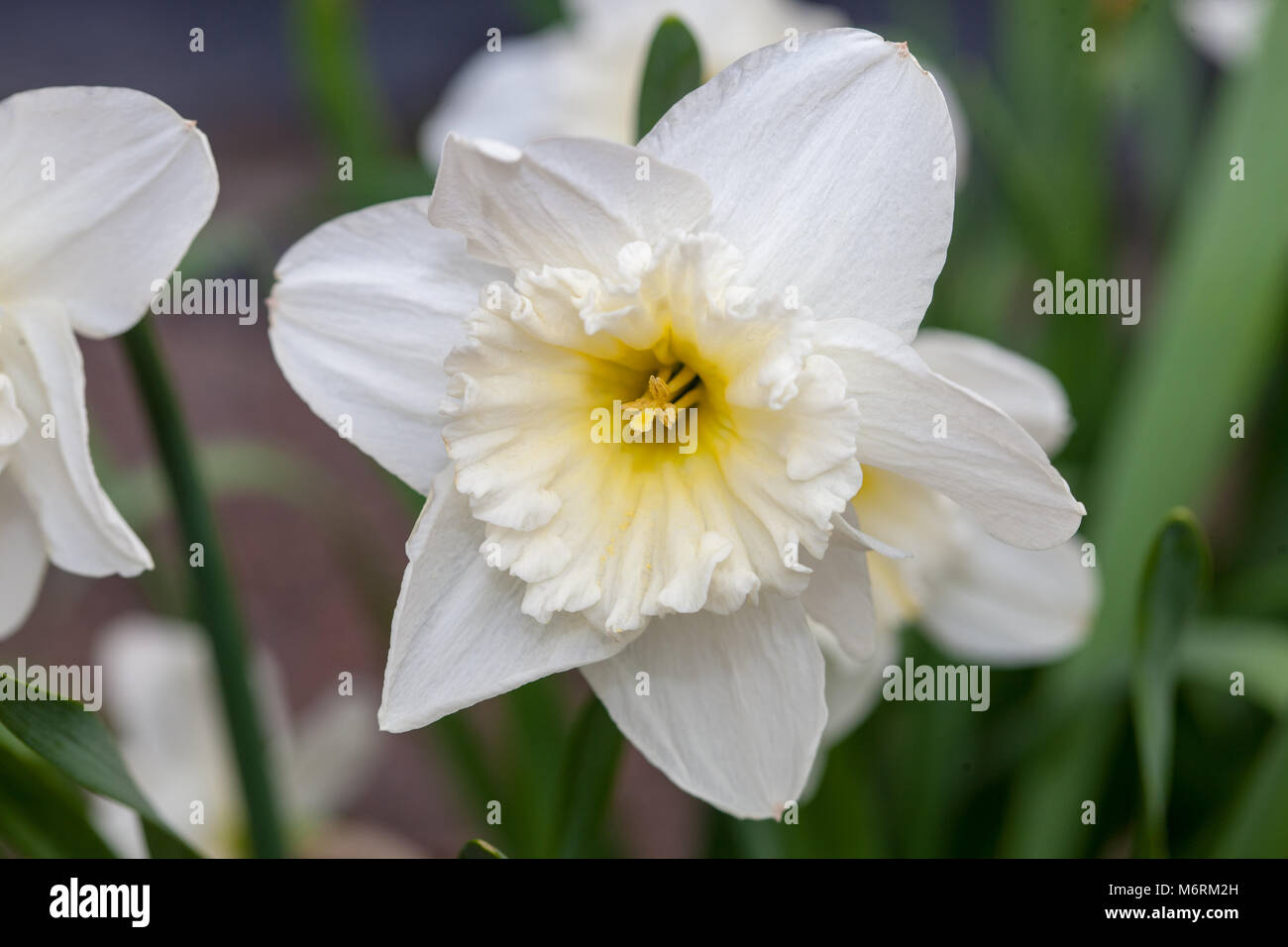 'Ice Follies' Narzisse, Påsklilja (Narcissus pseudonarcissus) Stockfoto