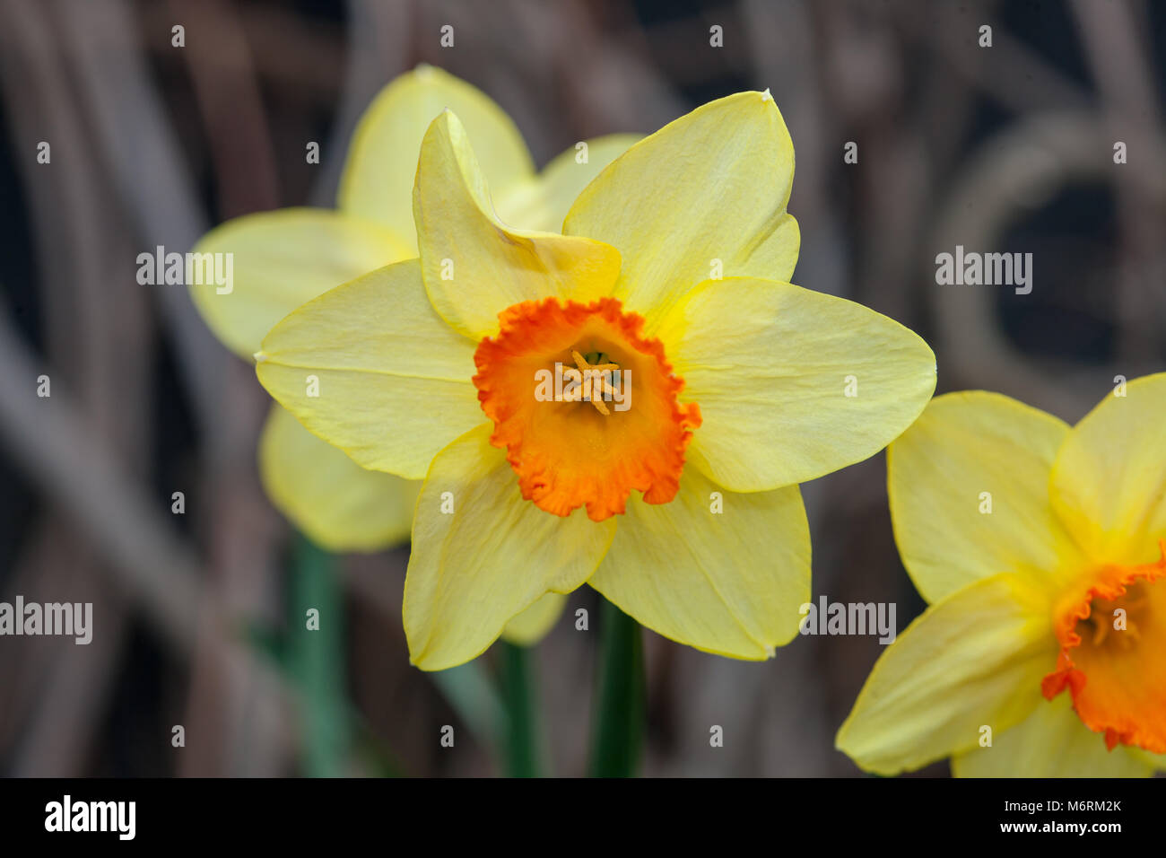 'Red Devon Narzisse, Påsklilja (Narcissus pseudonarcissus) Stockfoto