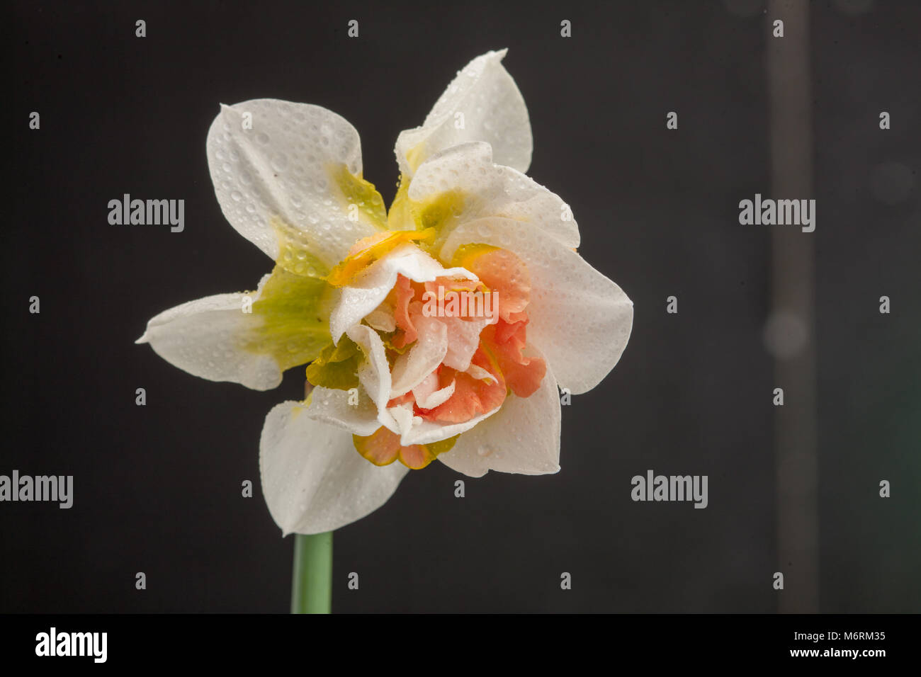 'Vollgestopft' doppelte Narzisse Gruppe, Dubbel påsklilja (Narcissus pseudonarcissus) Stockfoto