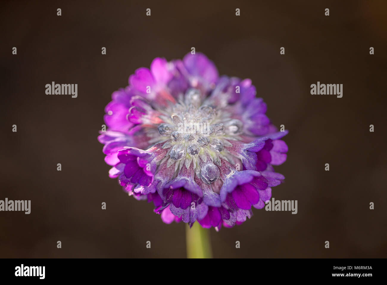 Runde - unter der Leitung des Himalaya Tofsviva Primel (Primula capitata) Stockfoto