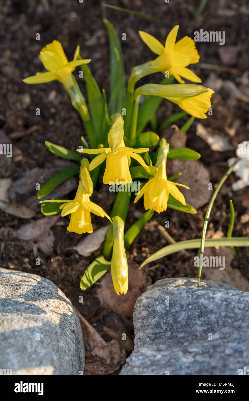 "Tête-à-Tête' Zwerg Narzisse, Påsklilja (Narcissus pseudonarcissus) Stockfoto