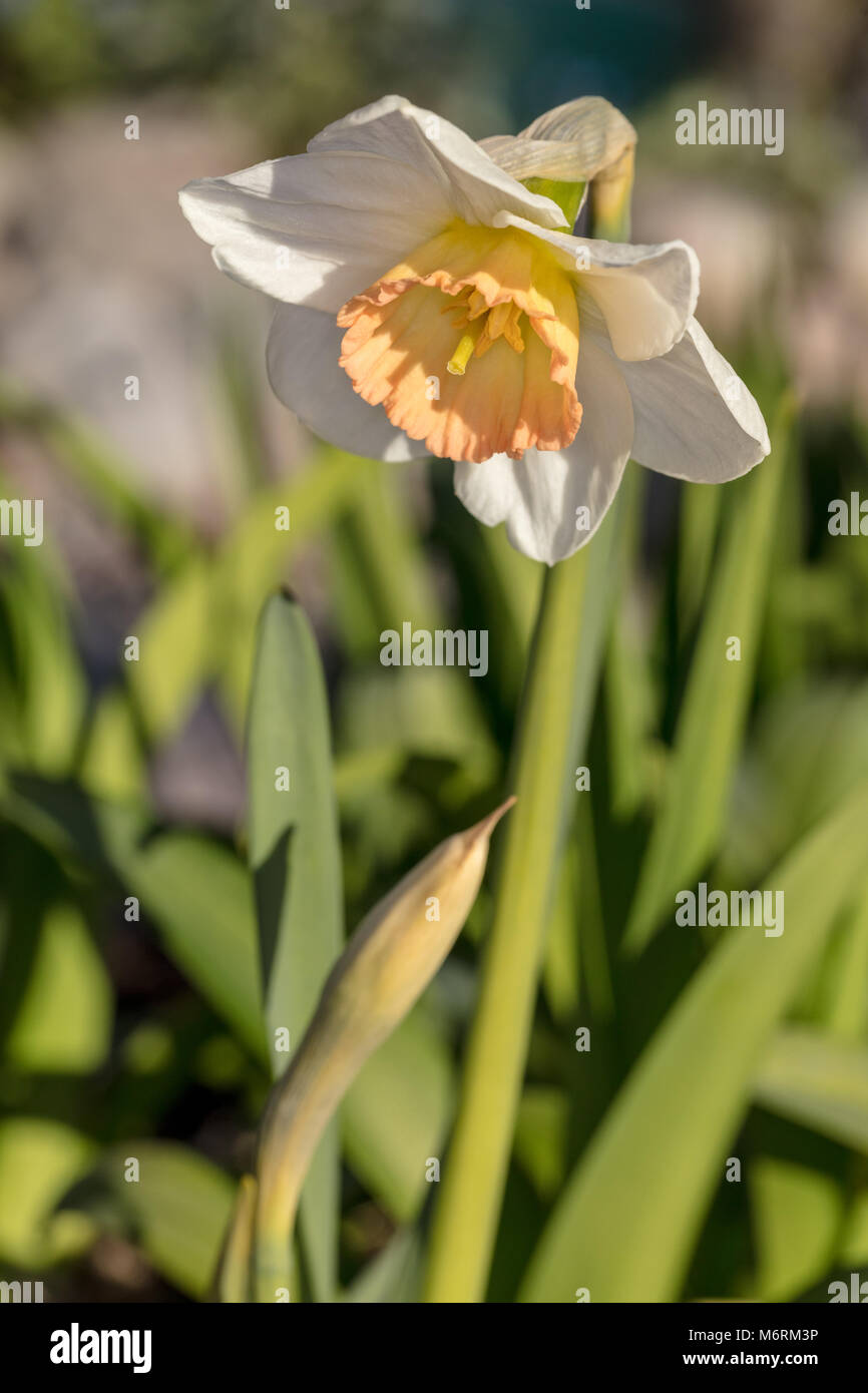 Der Dichter Narzisse (Narcissus, Pingstlilja poëticus) Stockfoto