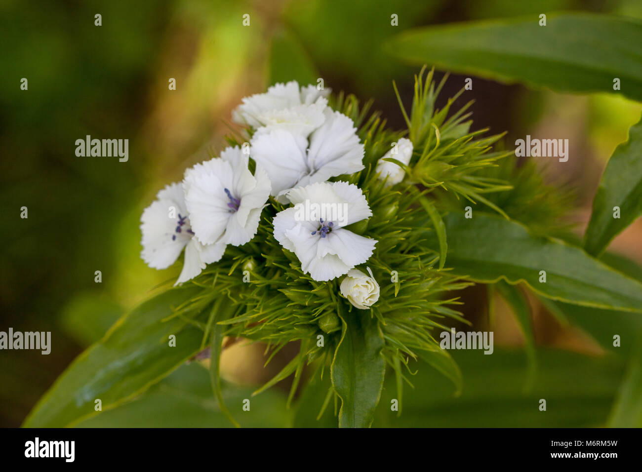 Sweet William, Borstnejlika (Dianthus Barbatus) Stockfoto
