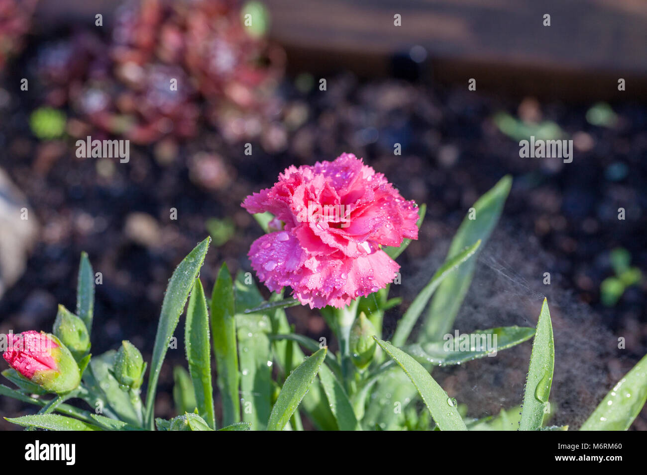 'Pink Campari", Trädgårdsnejlika Nelke (Dianthus caryophyllus) Stockfoto