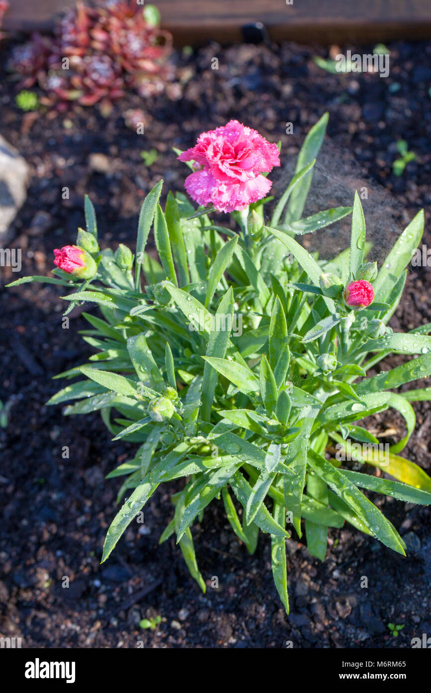 'Pink Campari", Trädgårdsnejlika Nelke (Dianthus caryophyllus) Stockfoto