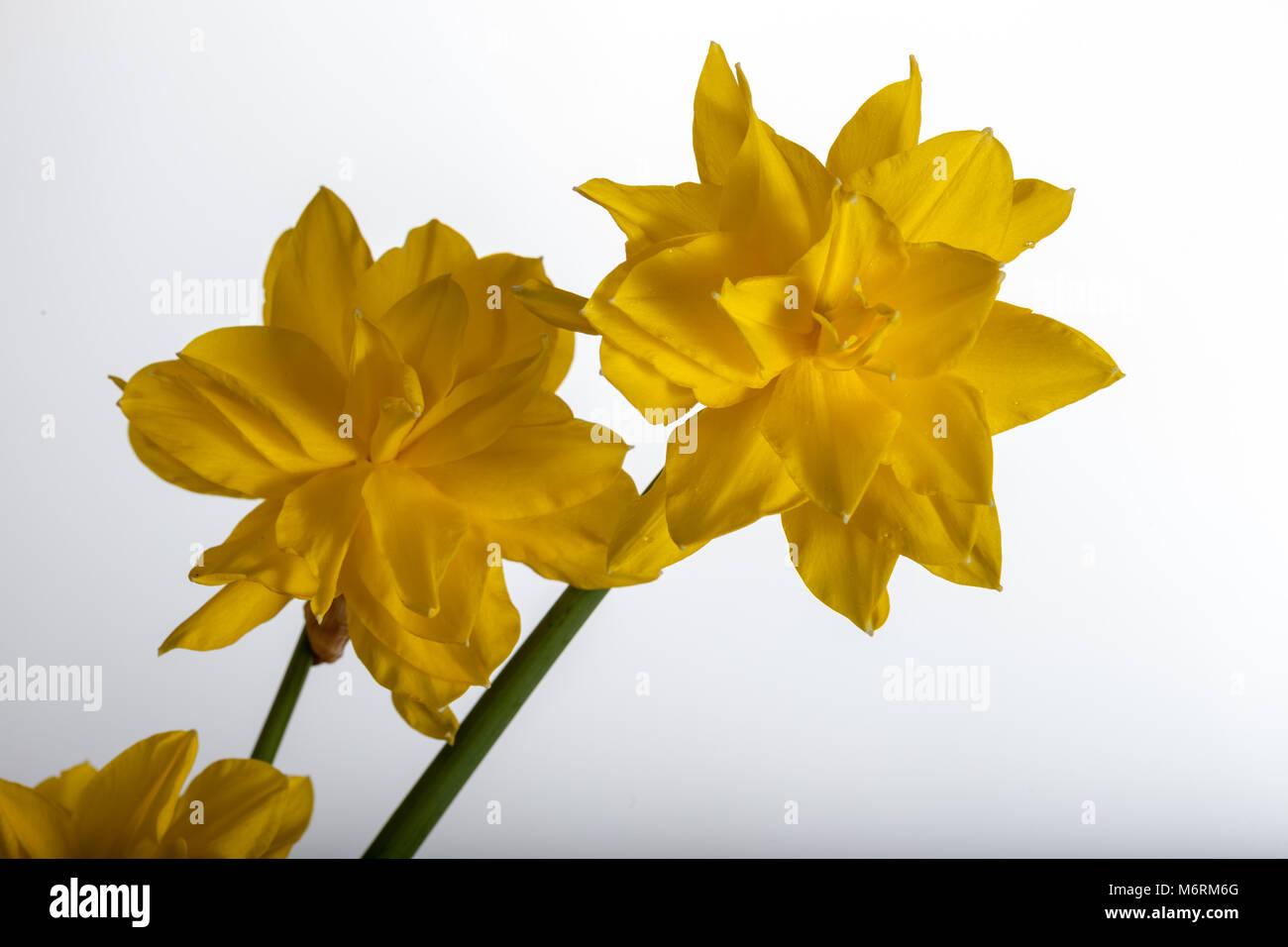 'Golden Ducat' Narzisse (Narcissus), Påsklilja Stockfoto